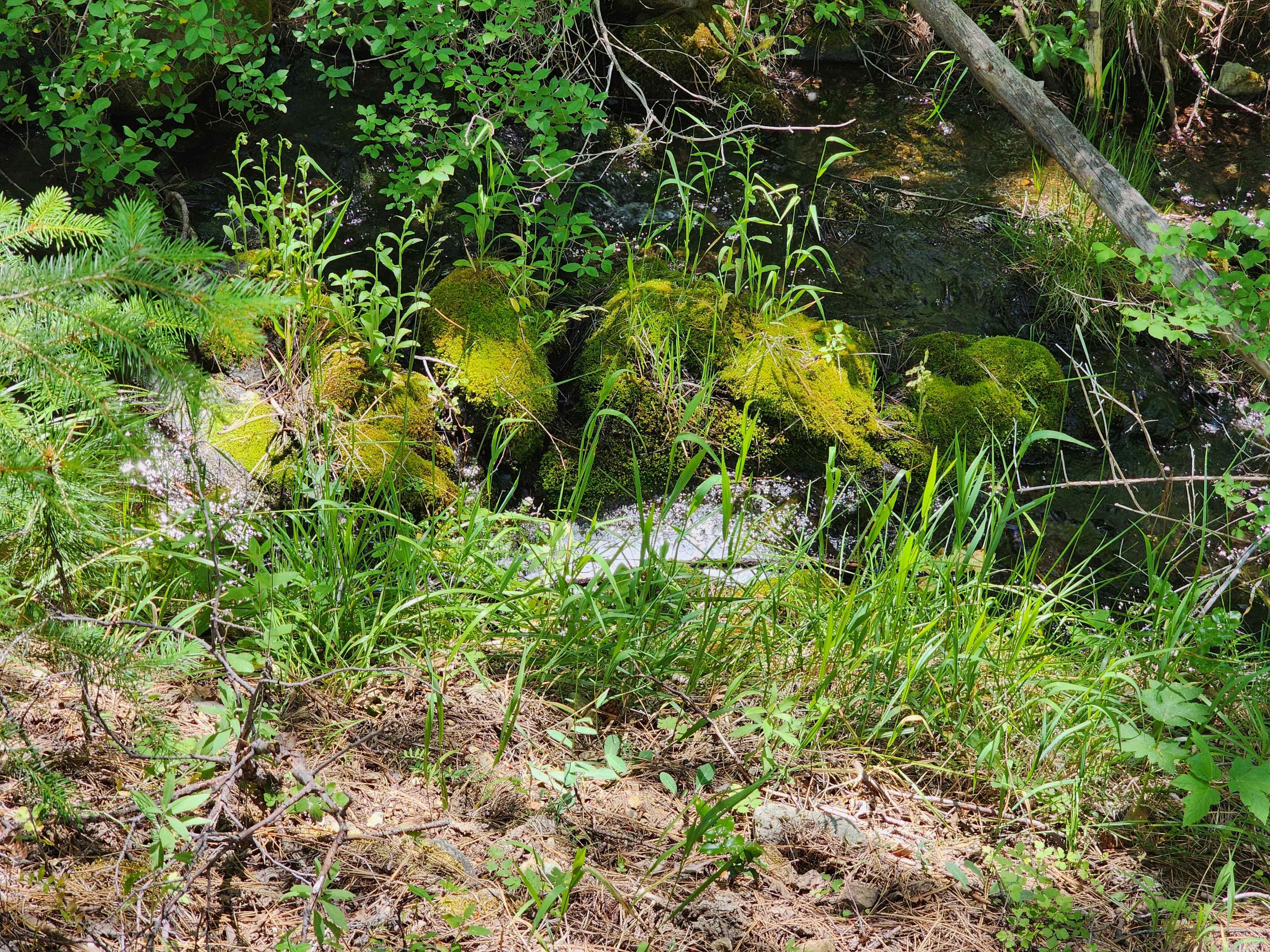 Kangaroo Creek — Placer gold mining claim for sale in Siskiyou, CA thumbnail 5