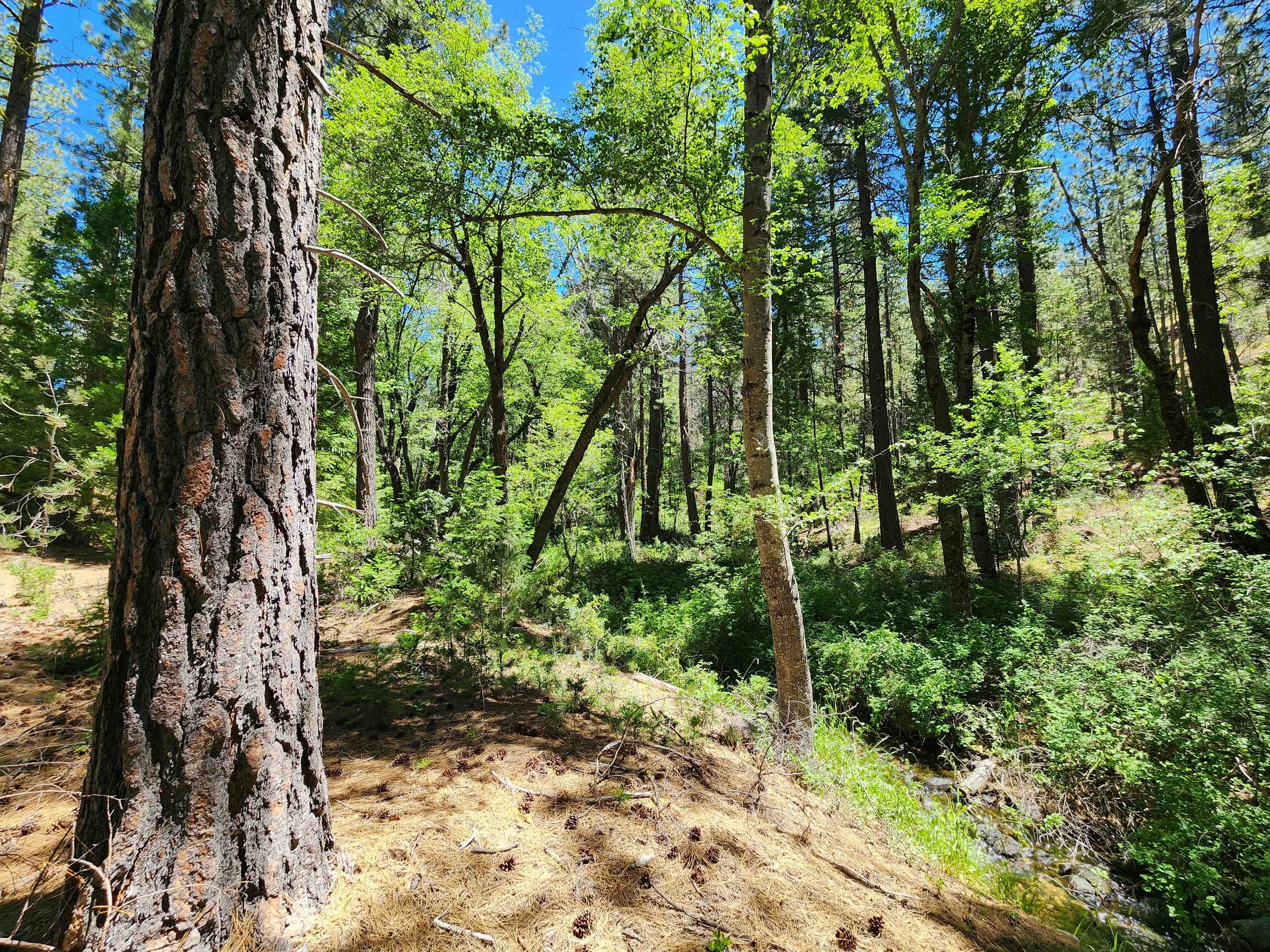 Kangaroo Creek — Placer gold mining claim for sale in Siskiyou, CA thumbnail 15
